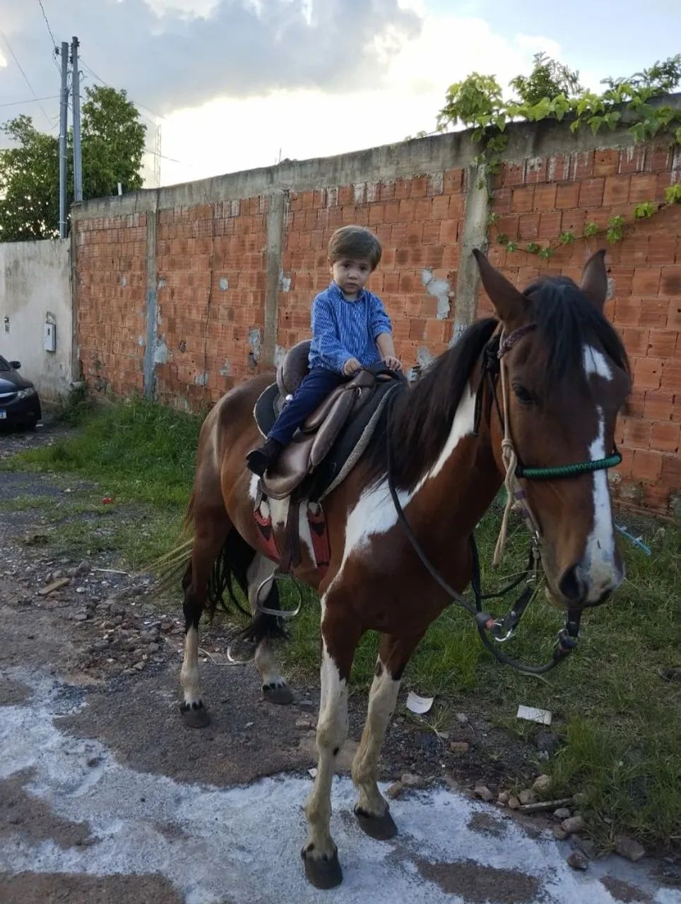 Mangalarga marcha batida  - Foto 5