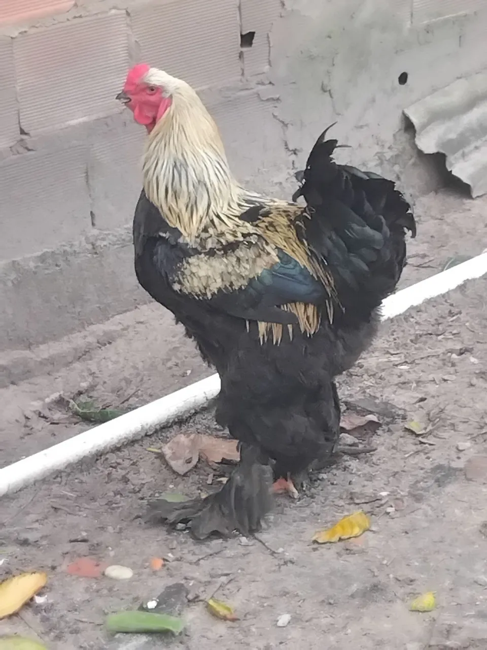 Vende-se um brahma Dark