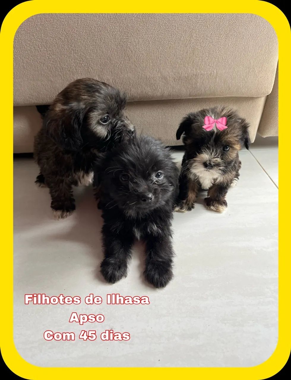 Filhotes Lhasa Apso