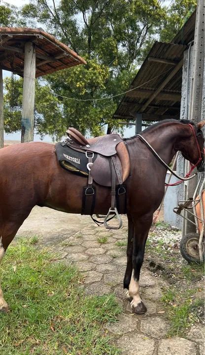 Cavalo Mangalarga Marchador