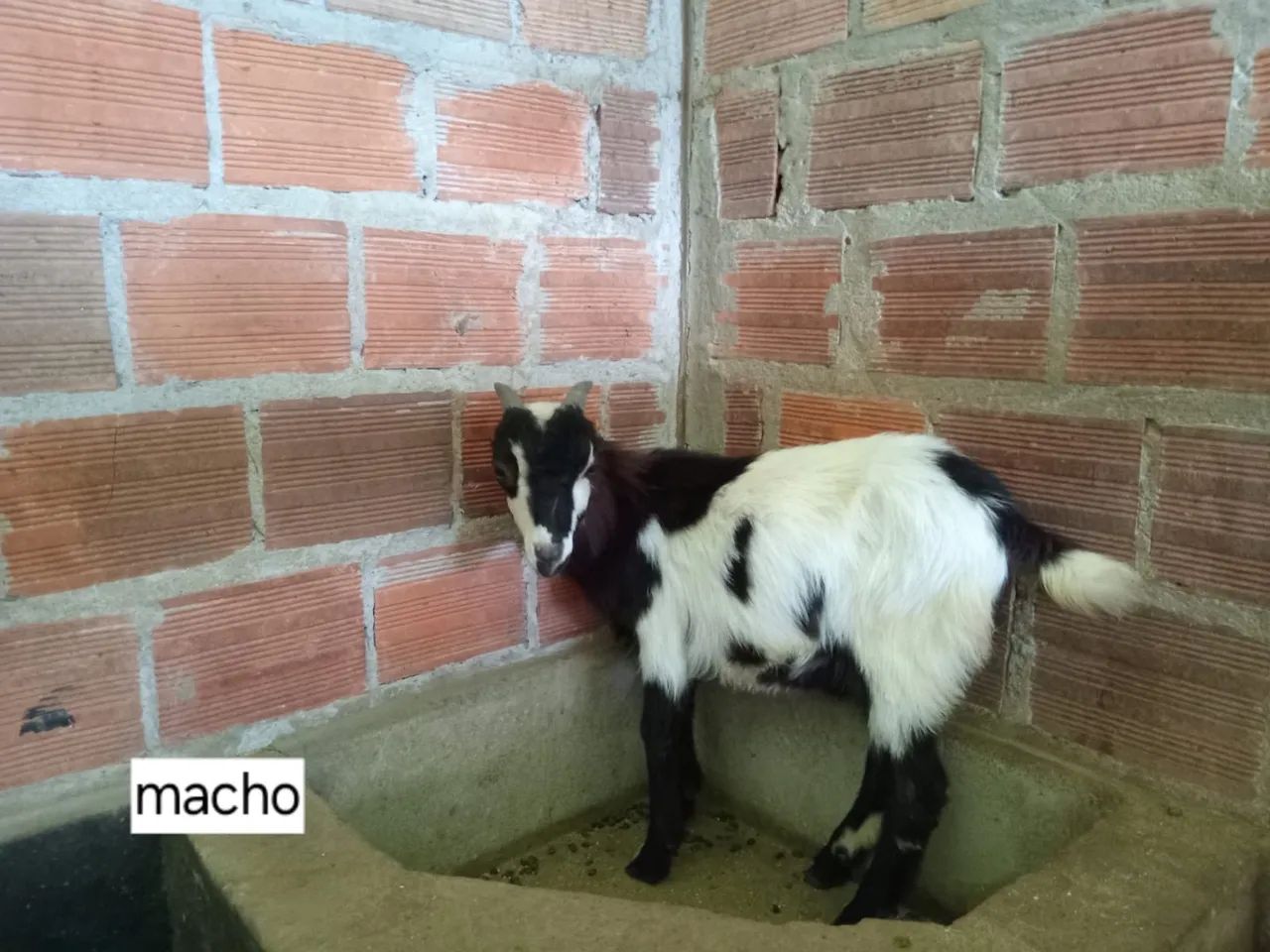 Mini Bode Macho - Animal Exótico - Foto 2