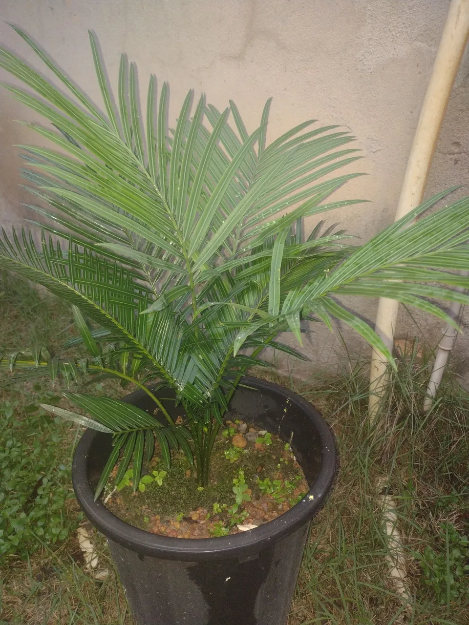 Vendo está palmeira de jardim