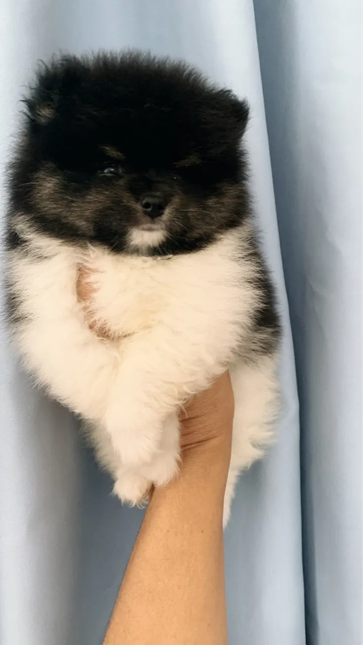 Filhote de Spitz Alemão, fofura em dobro!