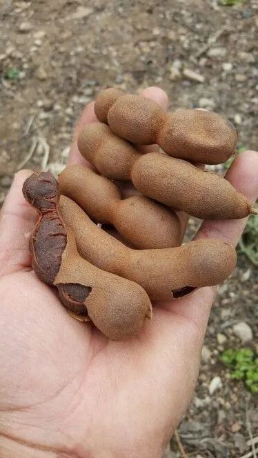 Frutifera Mudas de Tamarindo Exótico - Foto 4