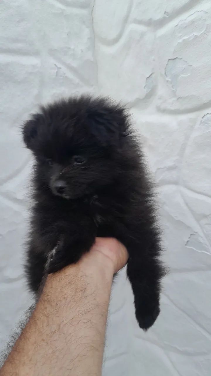 Cachorro  - Foto 3
