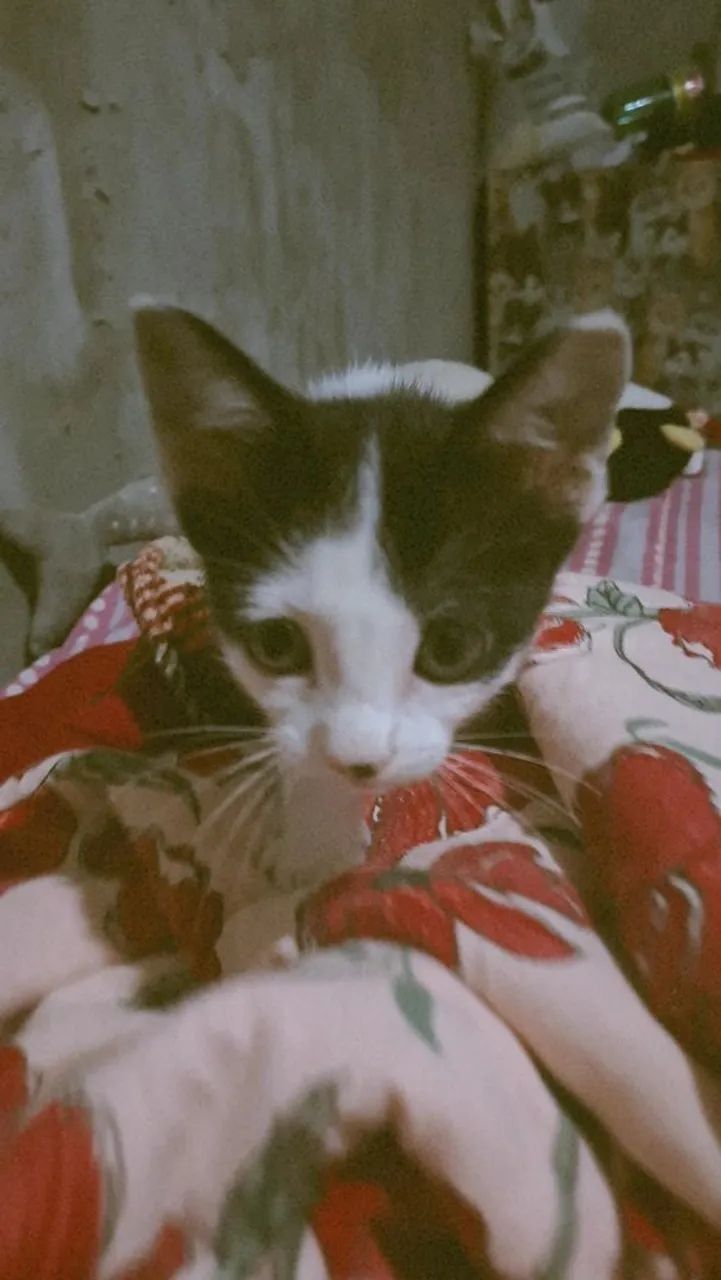 Gata Fêmea Branca e Preta para adoção responsáve! - Foto 4