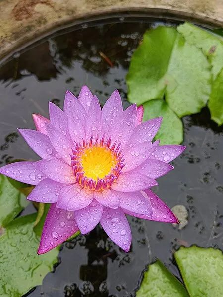 5 Sementes Flor De Lótus Nelumbo Nucifera Ninféia - Foto 3