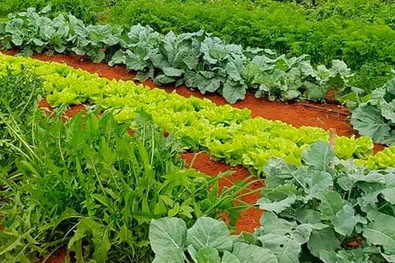 FORNECEDOR DE HORTALIÇAS GOIANIA - Foto 4