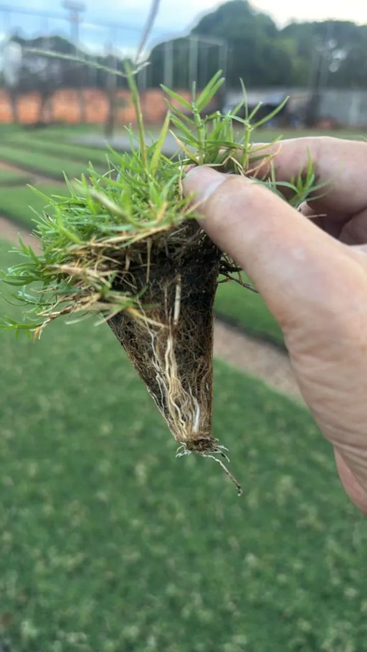 Temos Gramas apartir de 6,99 ó m2 já plantado com calcário/adubo!