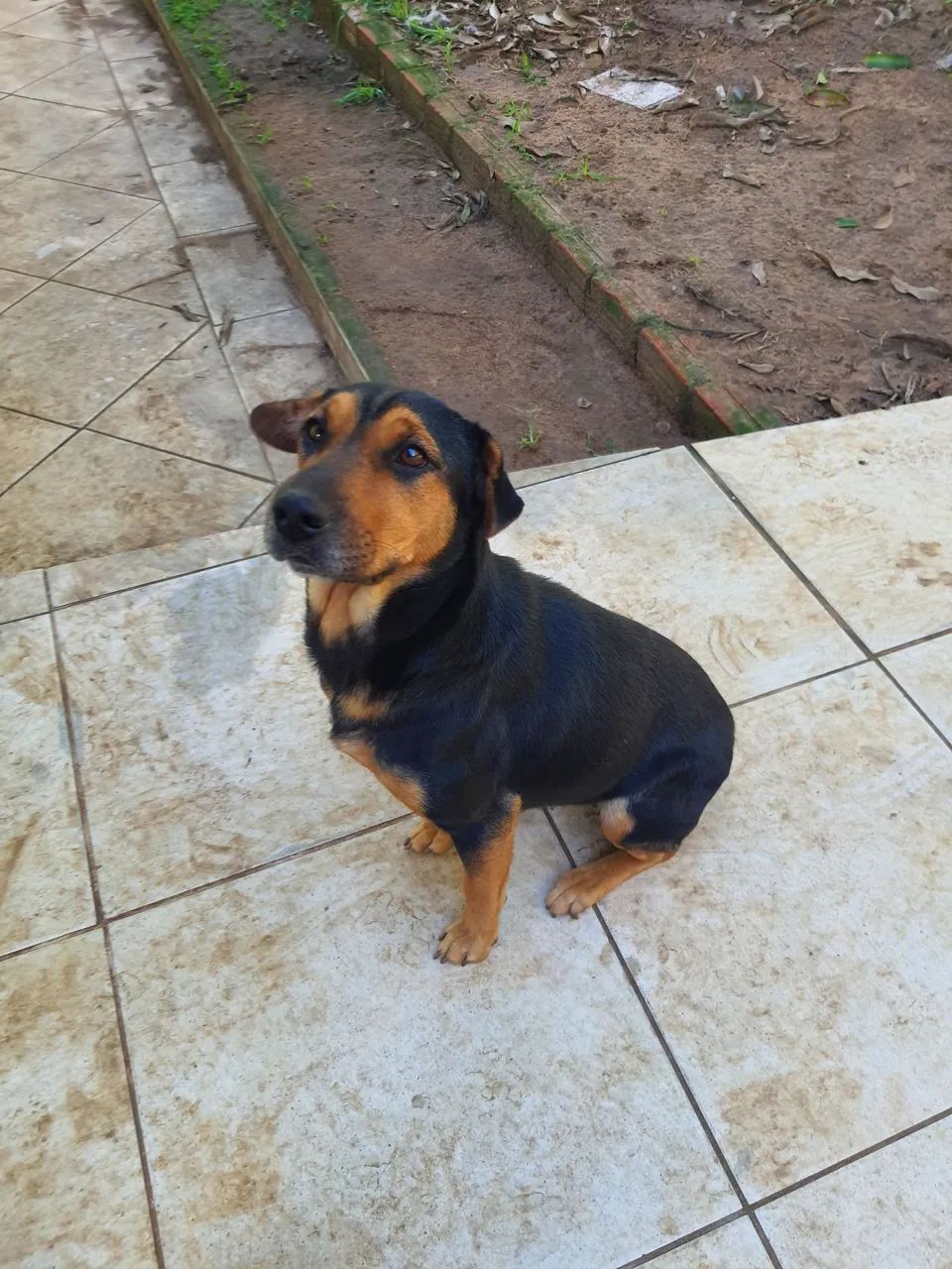 Rottweiler e vira-latas psra adoção responsável  - Foto 2