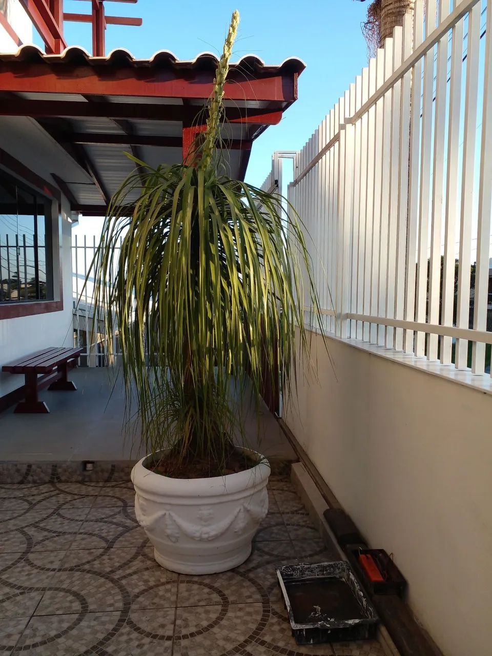 Planta Pata de elefante  - Foto 6