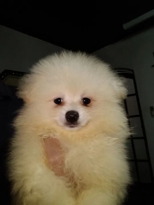 Filhotes de Spitz Alemão - Foto 6