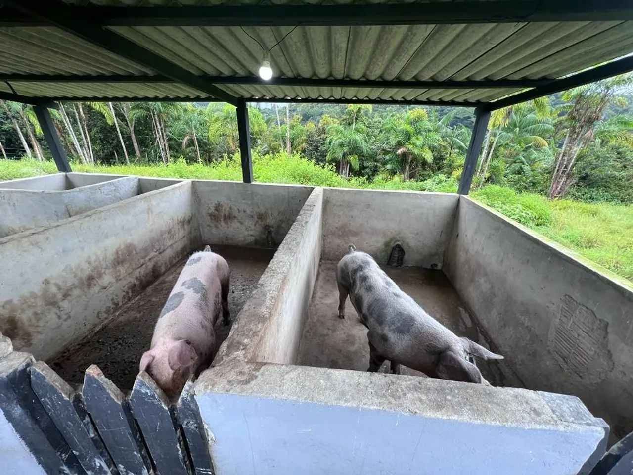 Sítio na AM-010, totalmente equipada R$ 850mil - Foto 5