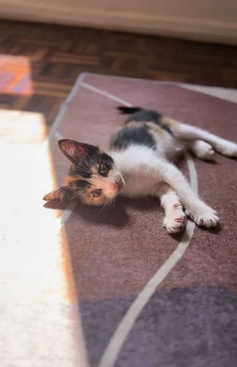 FILHOTES gatinhos para adoção  - Foto 2