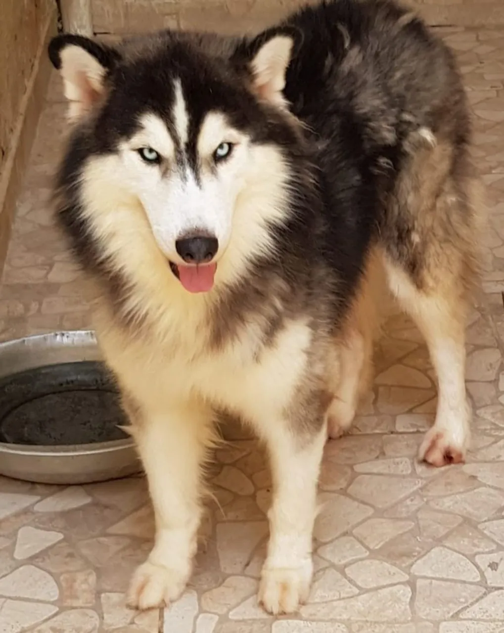 Lindos e legítimos filhotes de Husky Siberiano Wooly Pais com pedigree