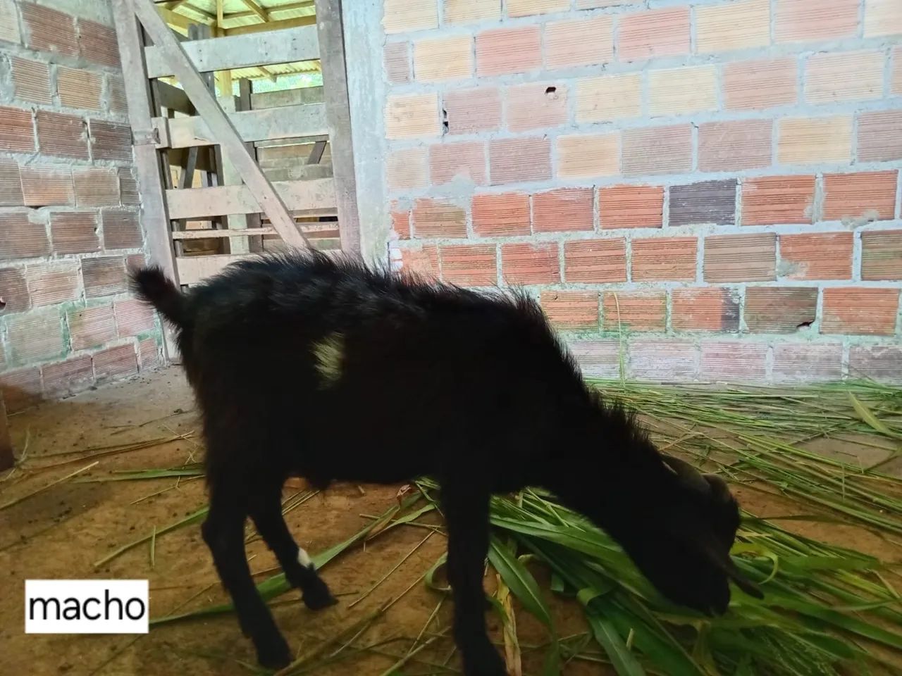 Mini Bode Macho - Animal Exótico - Foto 6