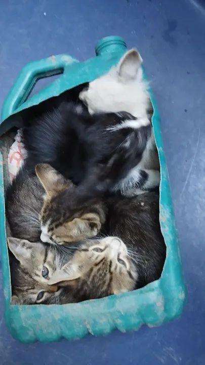 Gatinhos fofinhos para adoção - Foto 3