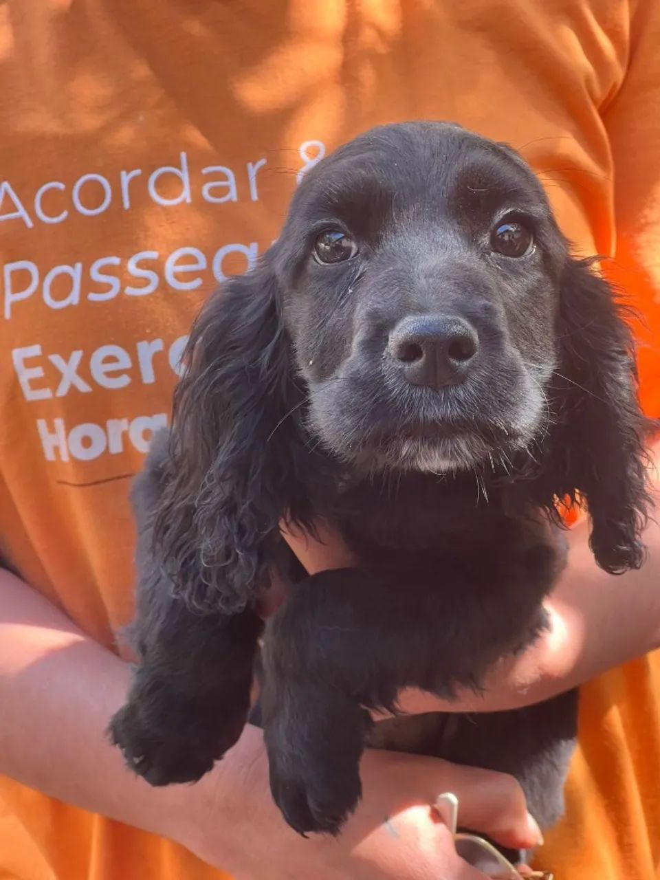 Cocker spaniel ingles