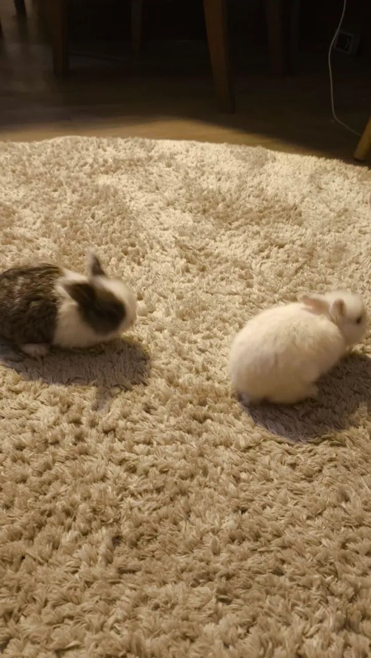 Filhotes de Mini Coelho64169288467459121