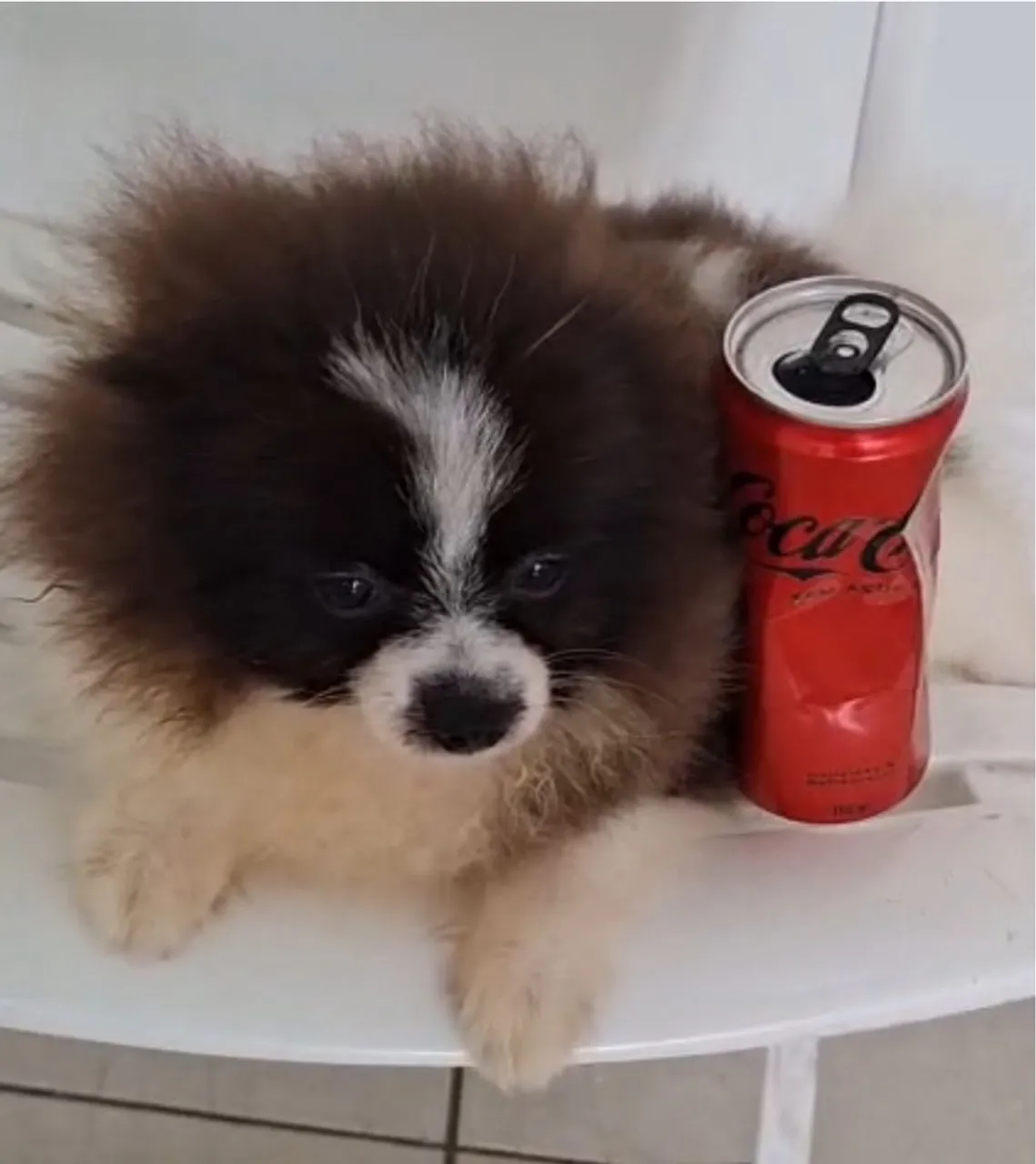 Filhote Spitz Alemão Miniatura - Fofo e Charmoso!