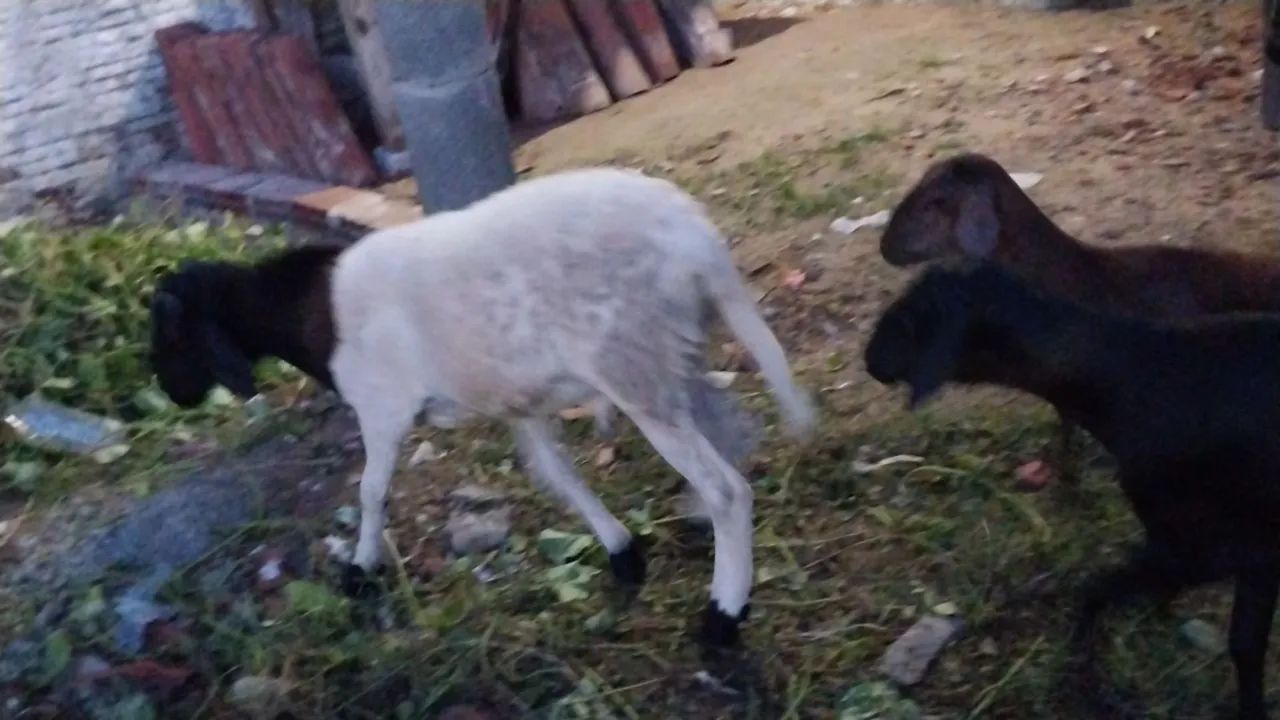 Ovelhas e carneiros pra venda  - Foto 5