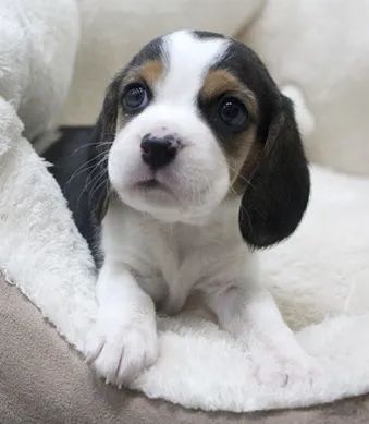 Beagle ?  Alegre, sociável e cheio de energia! 