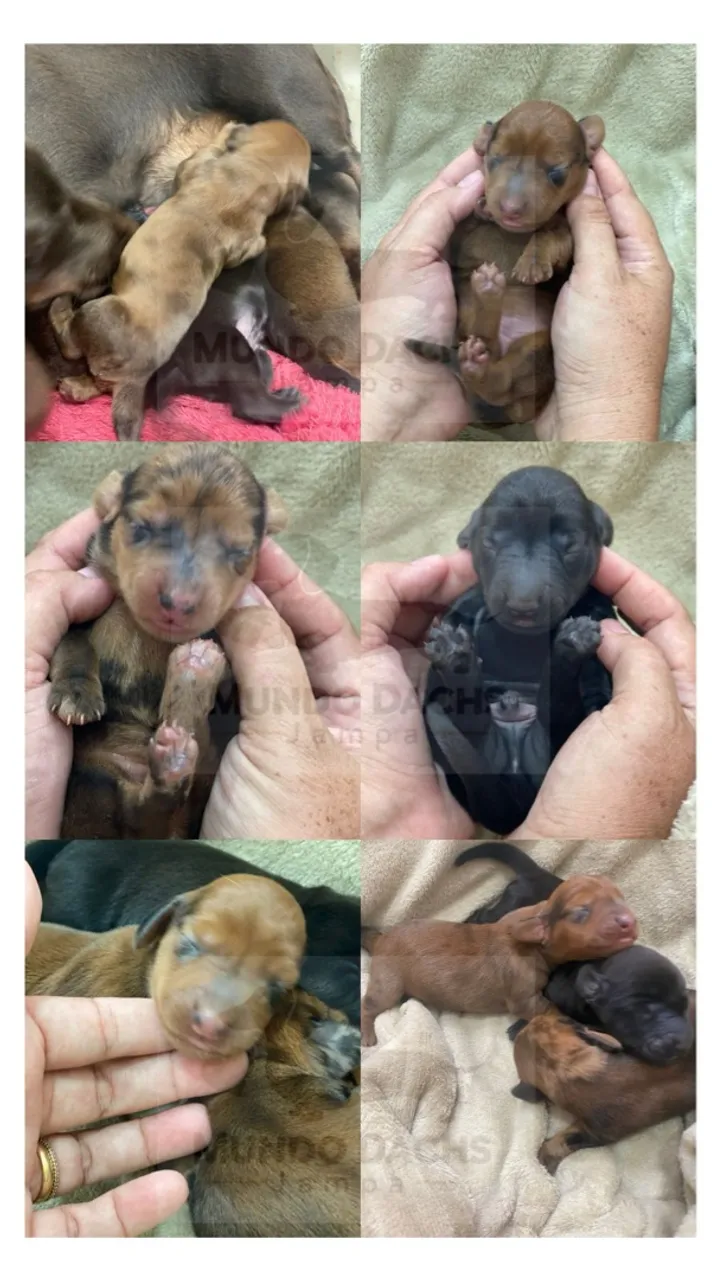 Dachshund Fêmeas - Ninhada Especial