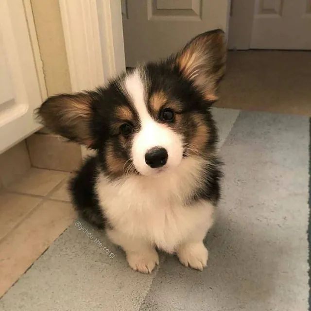 Corgi Filhotes Lindos na Cor Tricolor - Foto 2