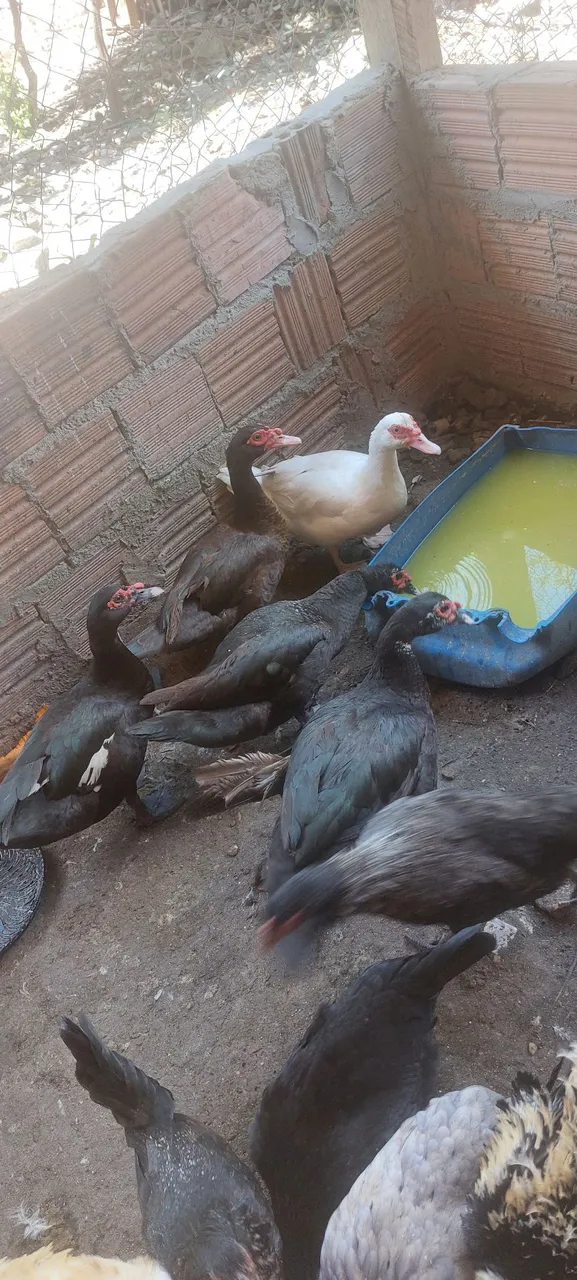 Patas