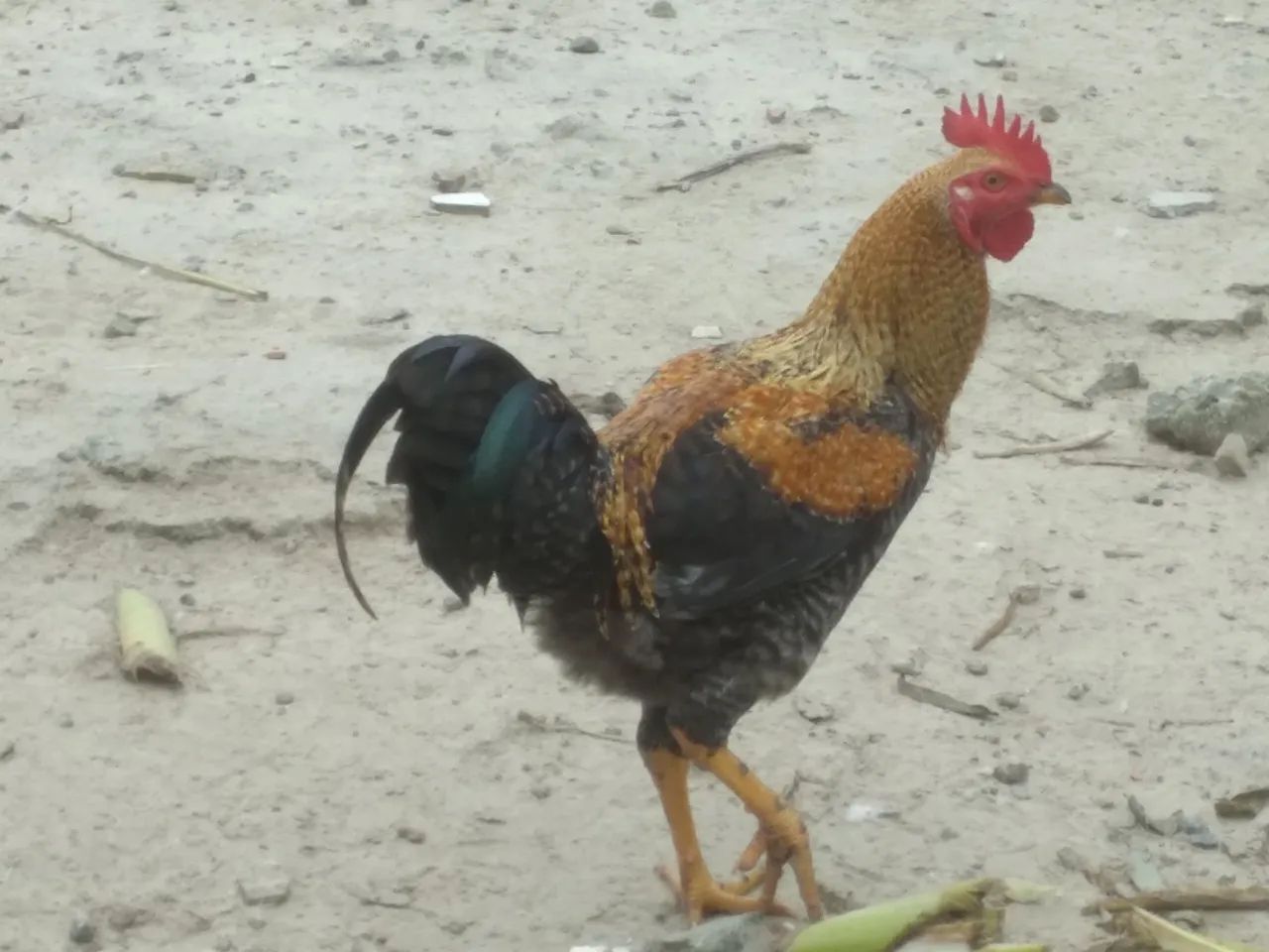 Galo dourado bonito e saudável para venda - Foto 2