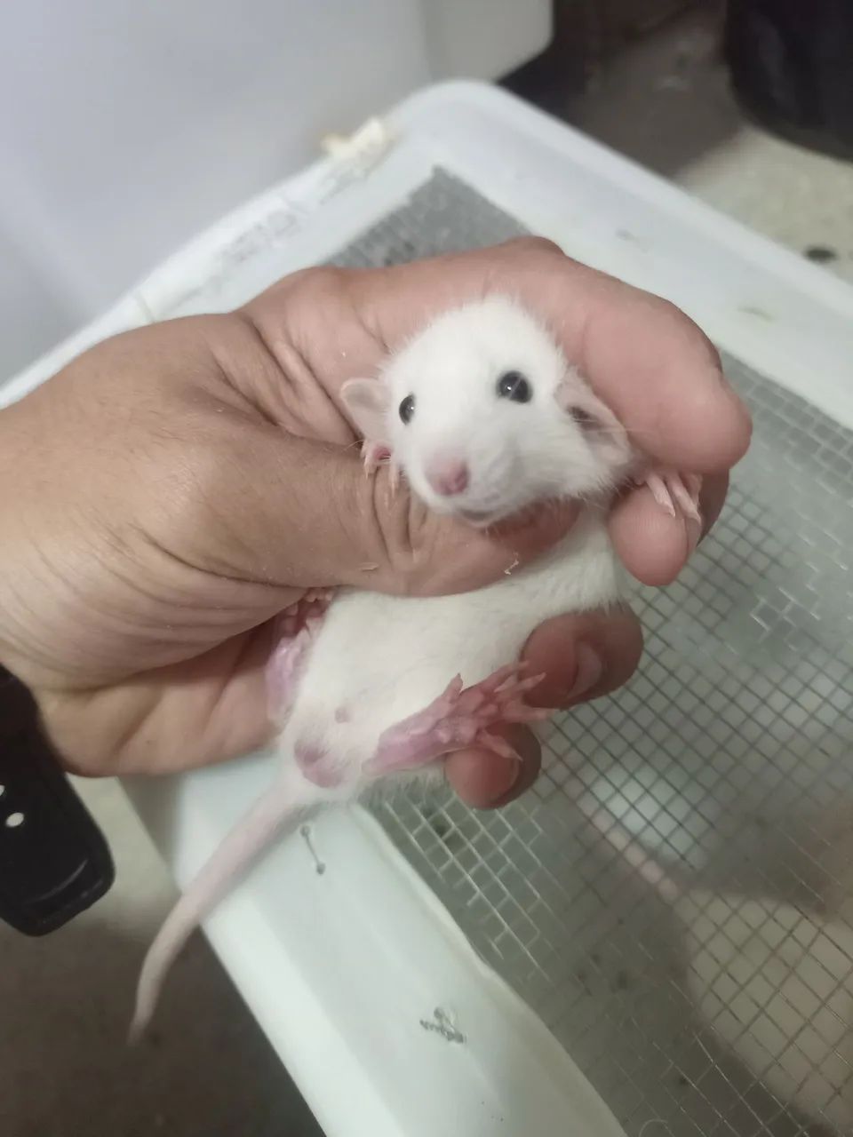 Vendo ratos twister siames - Foto 4