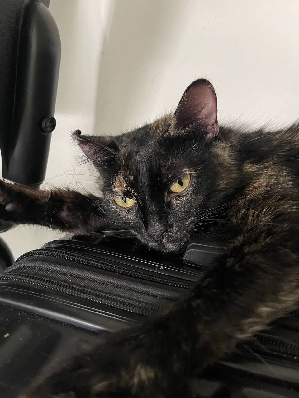 Gatinha pra adoção  - Foto 3