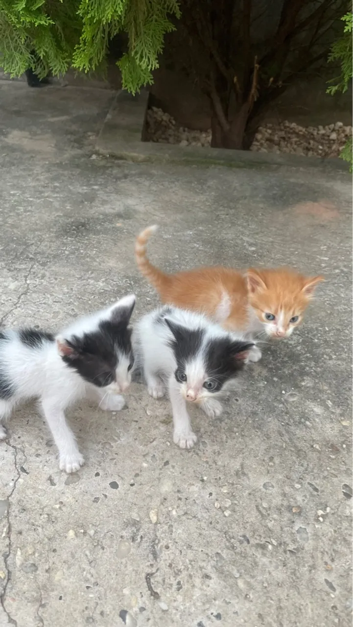 Filhotes Gatos, Bem Alimentados e Saudáveis 
