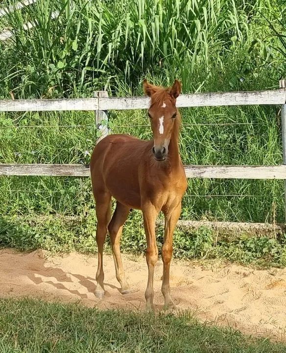 Potro registrado filho do Fajardo do Timbó !!!