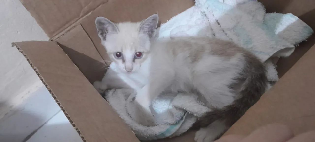 Gatinha carinhosa procura lar - Foto 2