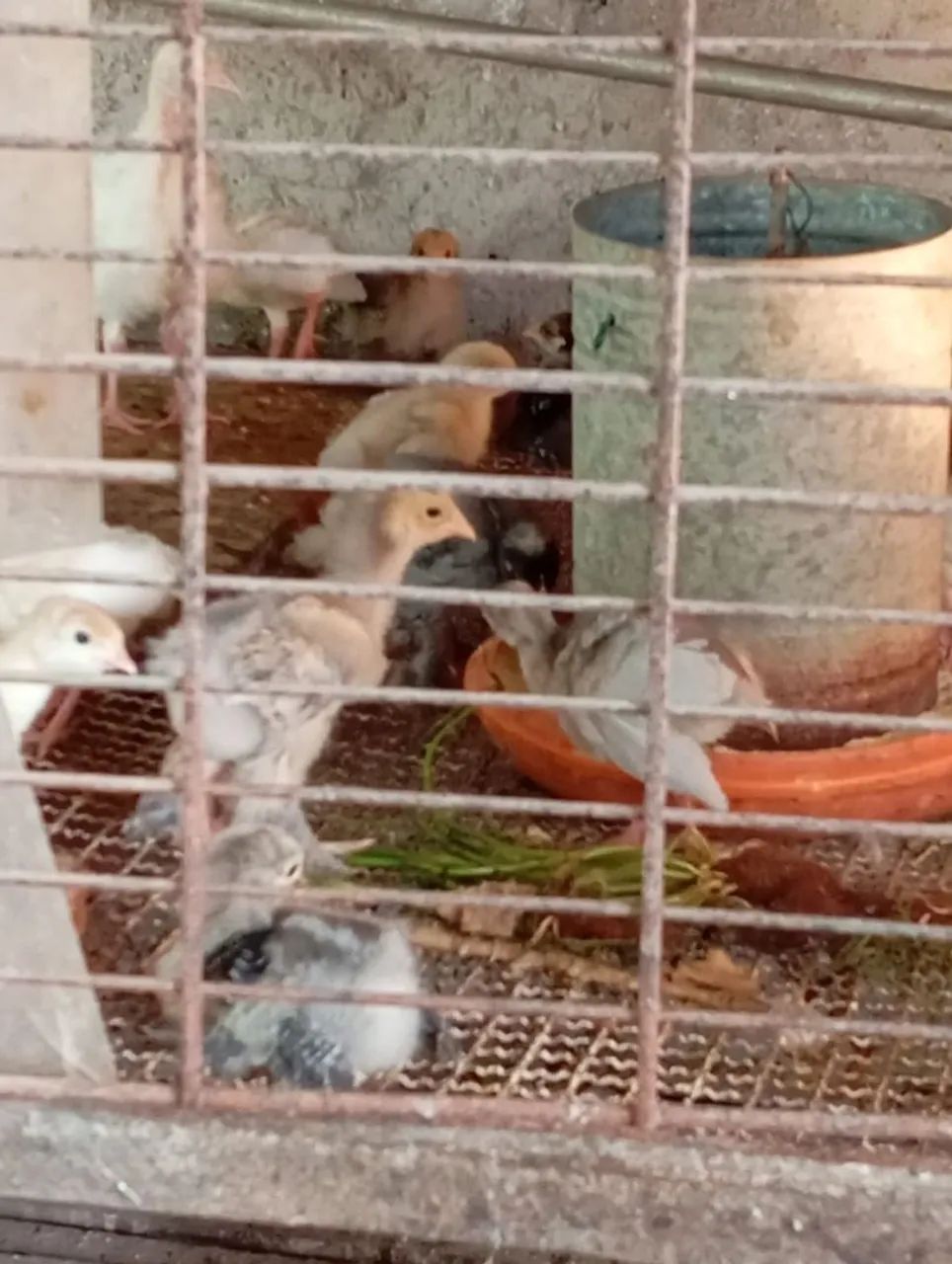 Pintos da raça Brahma para venda