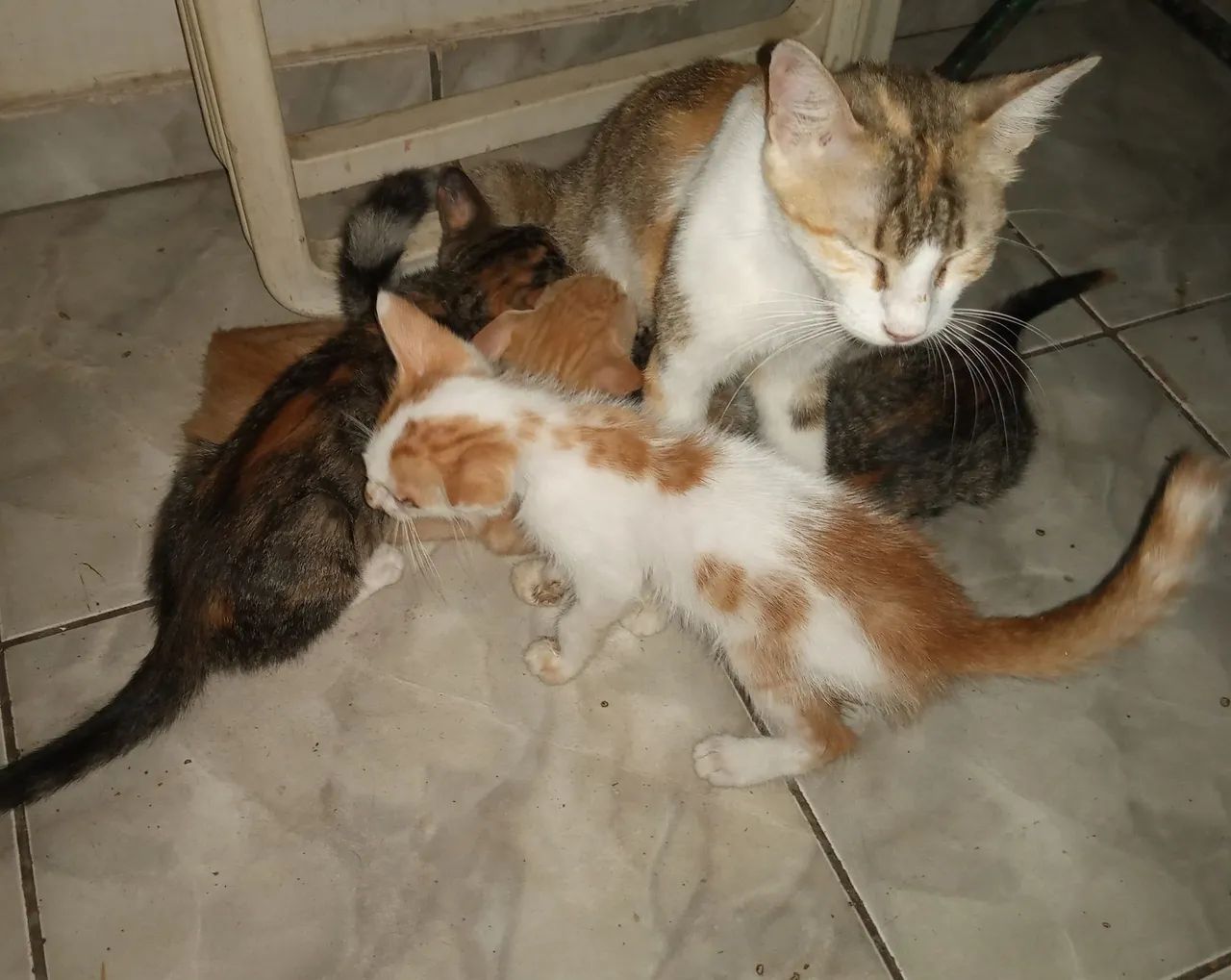 Filhotes gatos ? lindos 