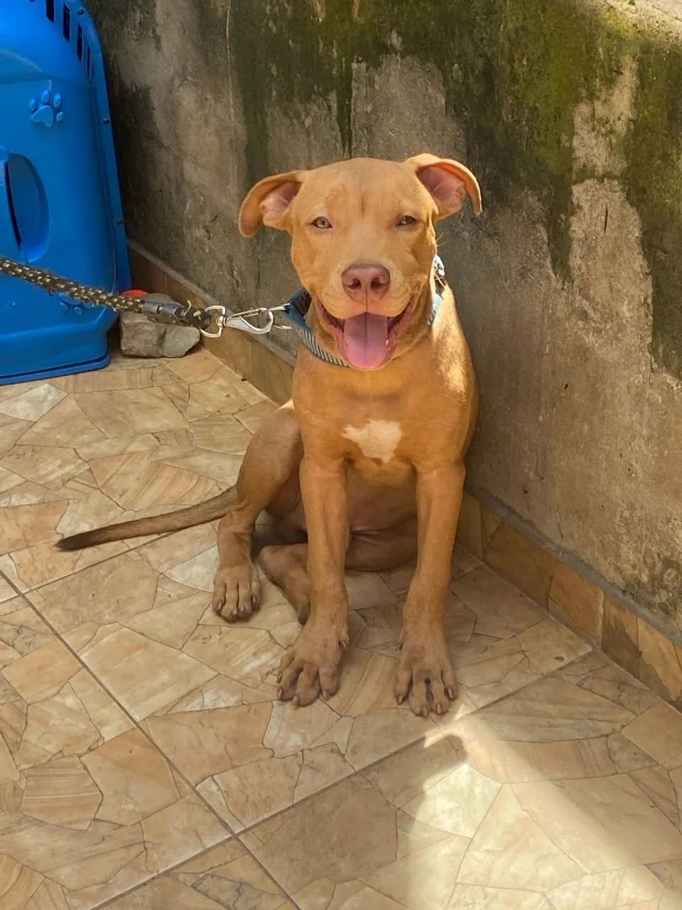Pitbull filhote para vender  - Foto 2