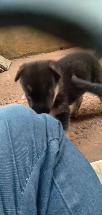 lindos Filhotes De Pastor Alemão.. meu wts 67 9  *  - Foto 6