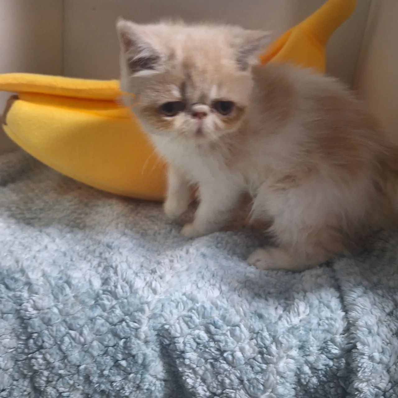 Filhote gato persa - Foto 4