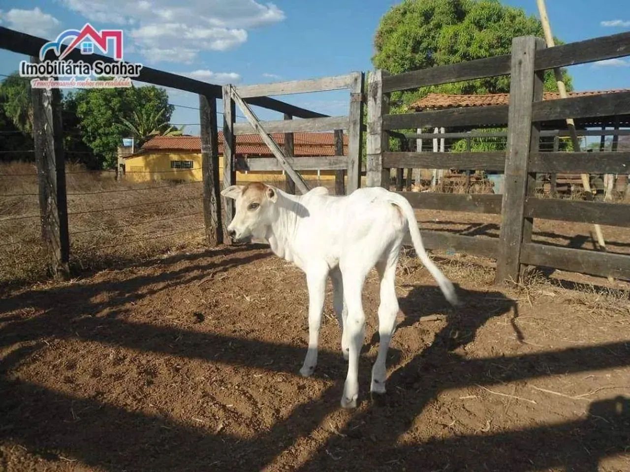 fazenda em Pium, uma joia - Foto 3