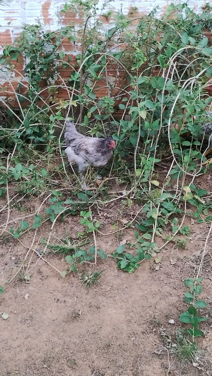 Galos carijó  - Foto 5