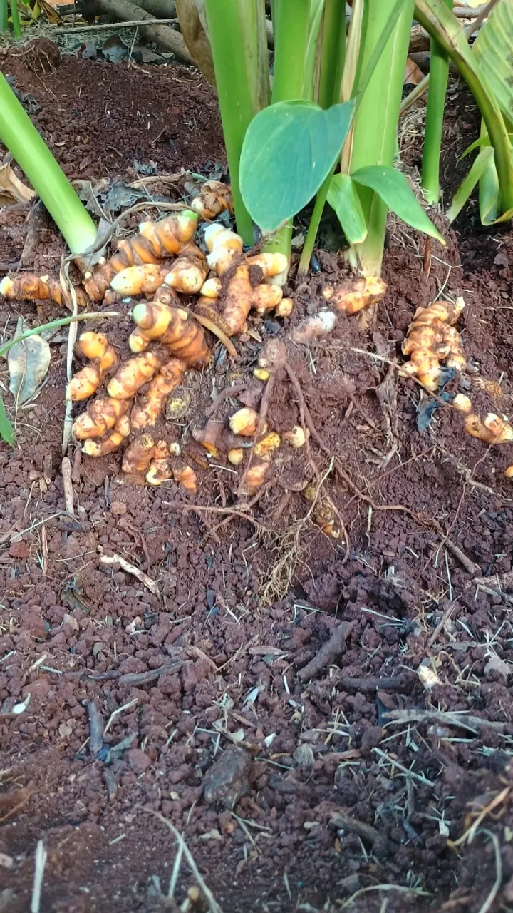 Açafrão da terra