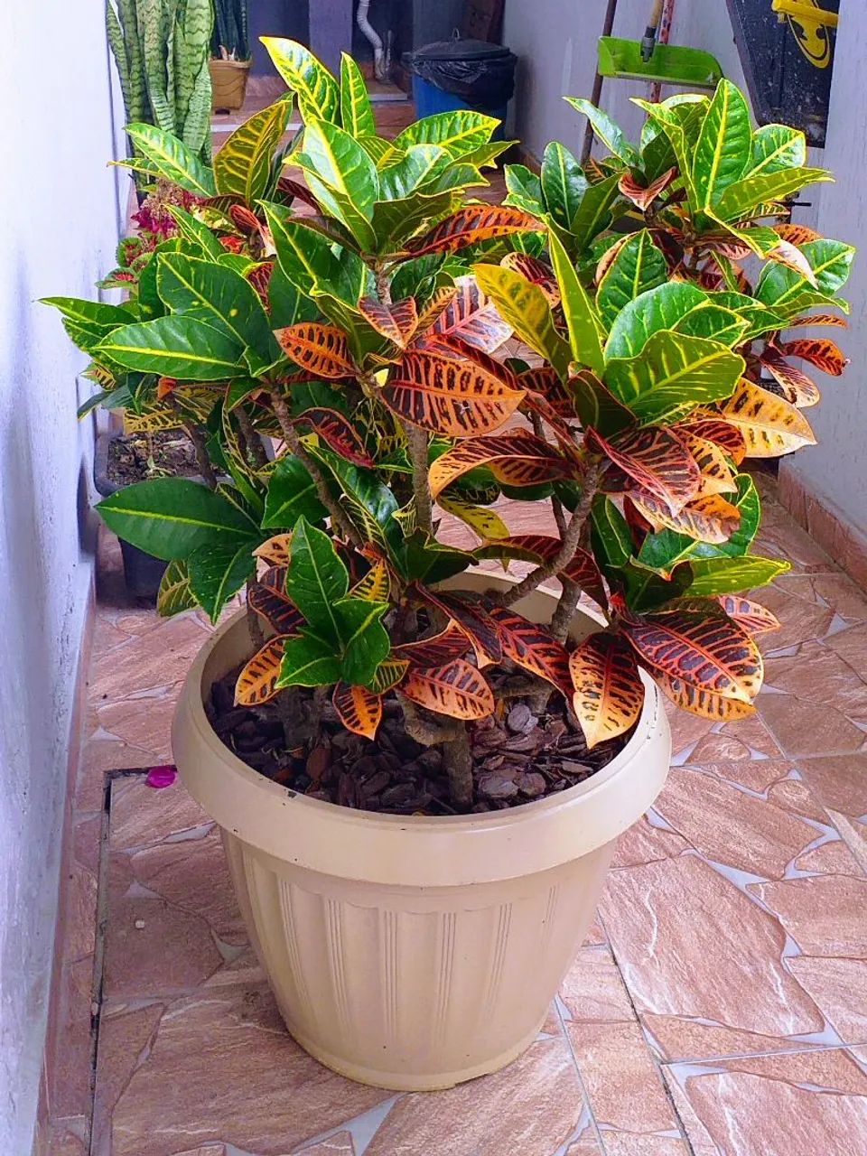 Cróton em Vaso - Foto 3