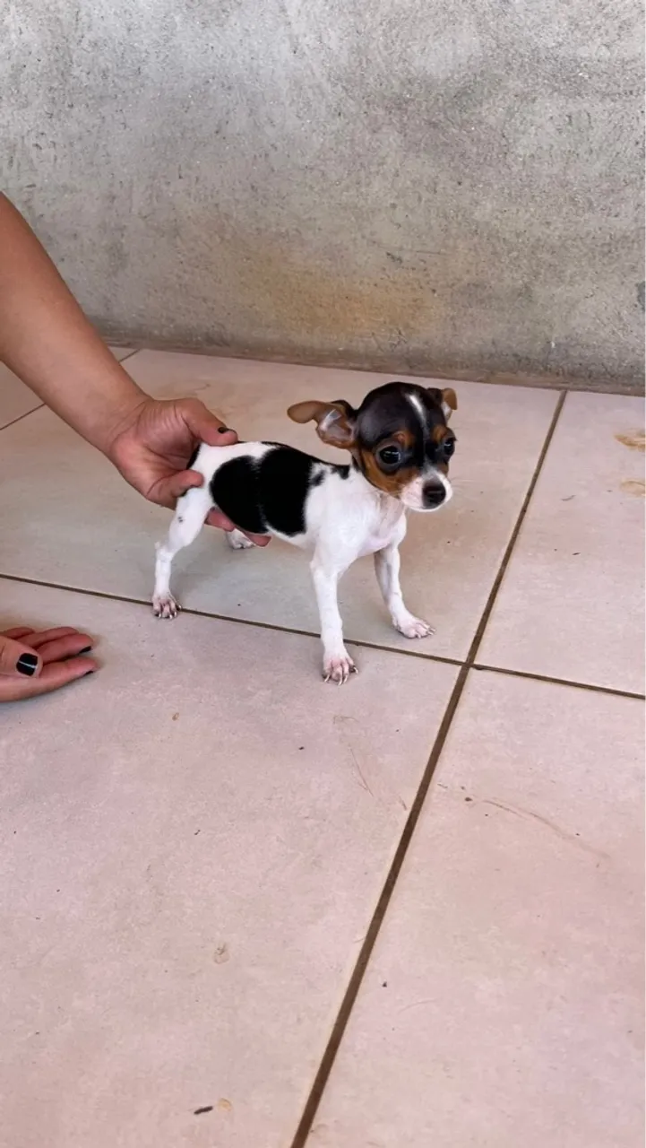 Filhote de Pinscher Miniatura Tricolor