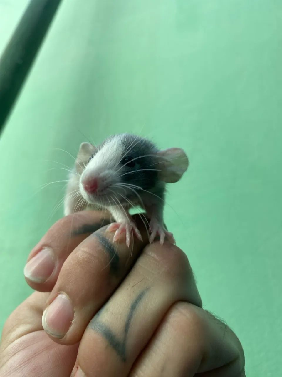 Pet Twister - pet mercol - Ratolandia roedores e cia  - Foto 5