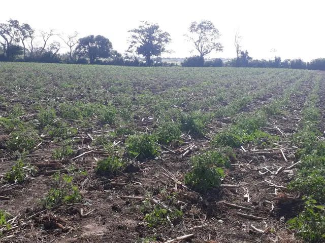 Ótima Fazenda em monte alegre com 20 hectares com o rio Trairi - Foto 2