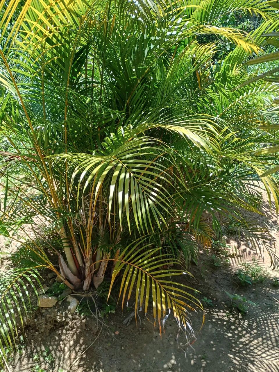 Palmeiras areca bambu. - Foto 2
