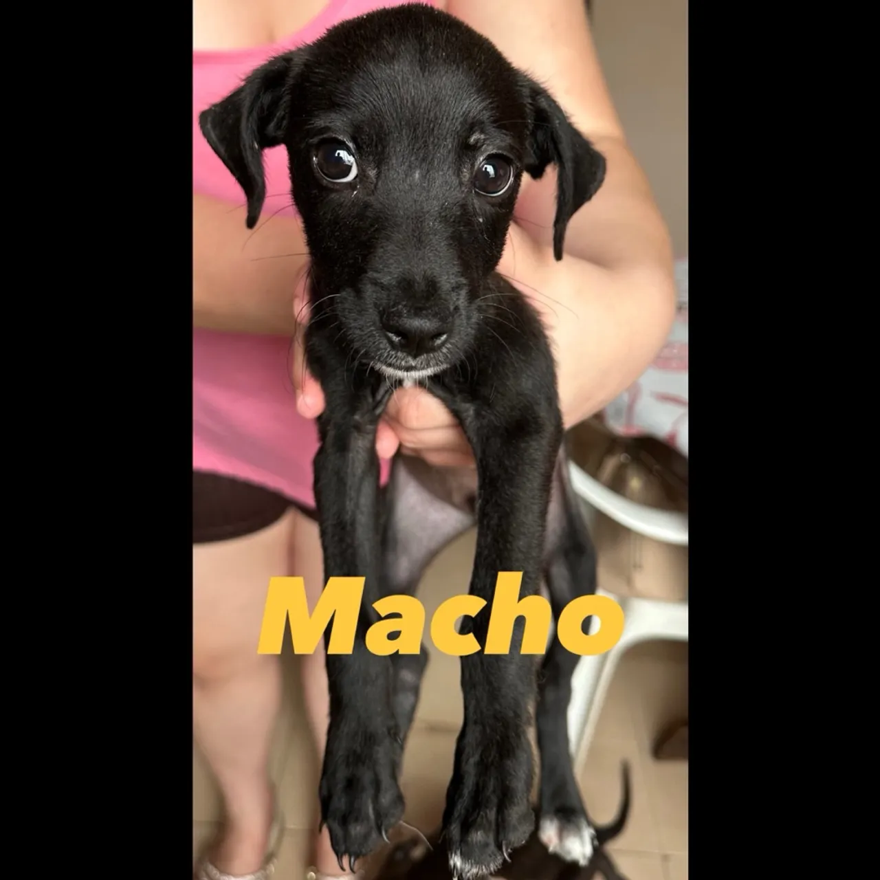 Filhotes disponíveis para adoção