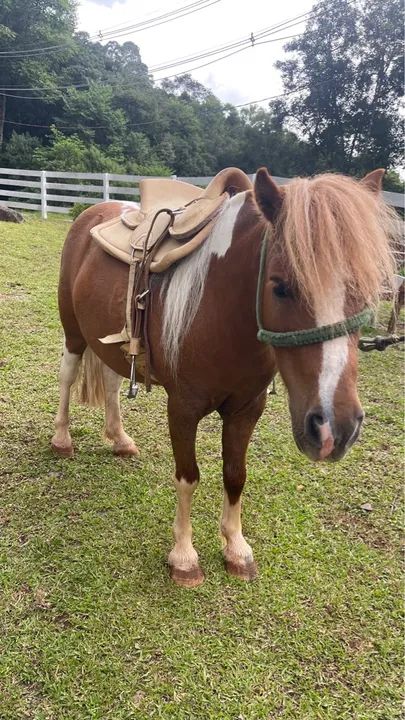 Vendo Pônei encilhado  - Foto 2